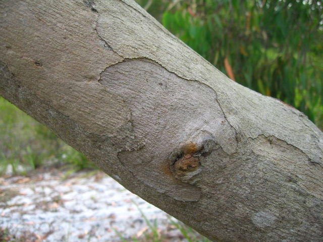 Eucalyptus parramattensis bark