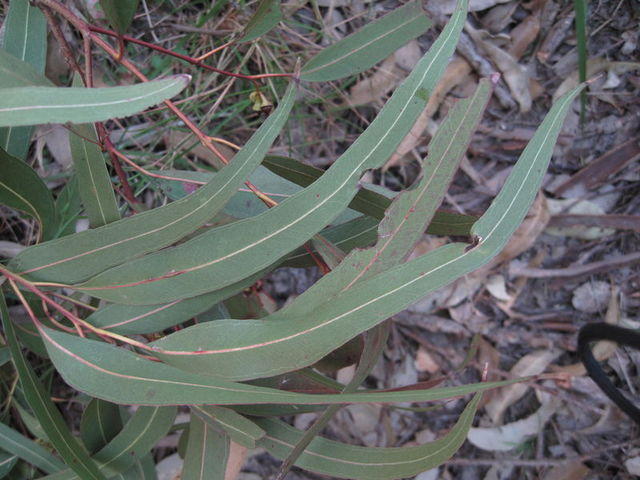 Eucalyptus tereticornis long slender mature leaves