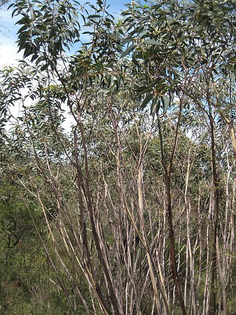 Eucalyptus luehmannia (3)