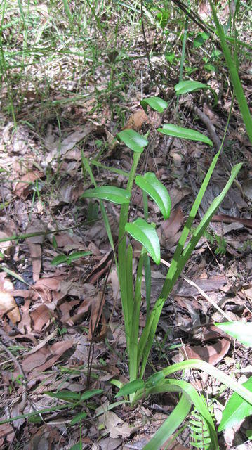 Pellaea paradoxa plant shape