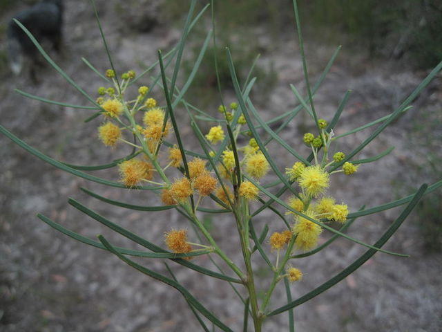 Acacia elongata flowers