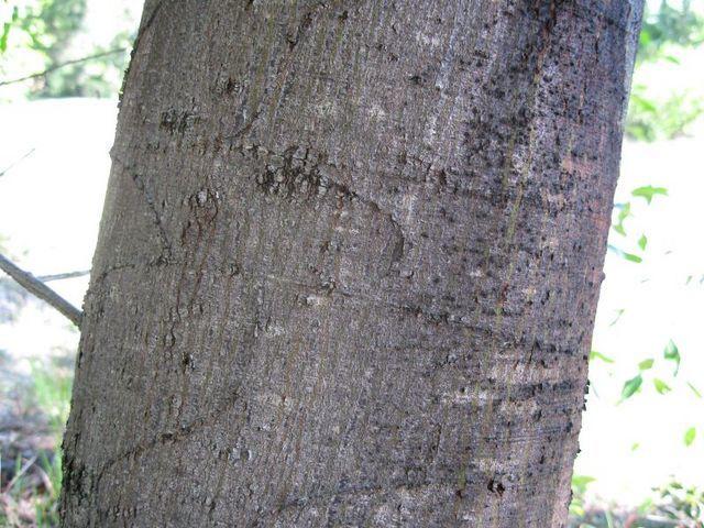 Acacia decurrens bark
