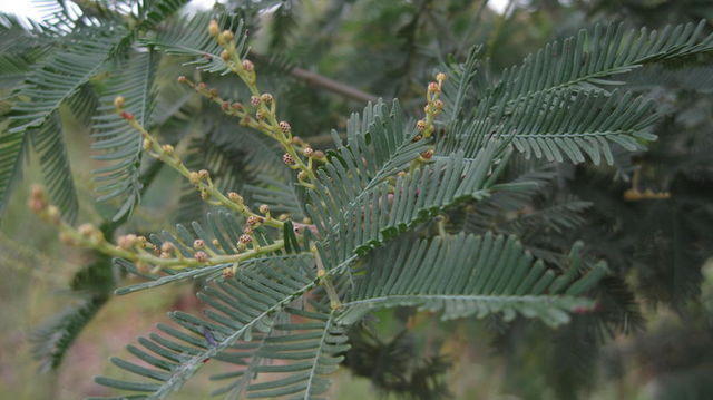 Acacia decurrens buds