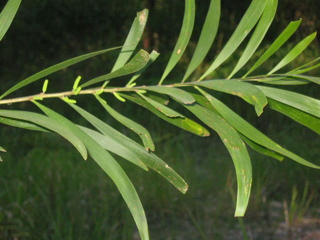 Acacia maidenii phyllodes and buds