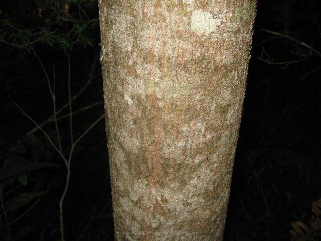 Acacia melanoxylon bark