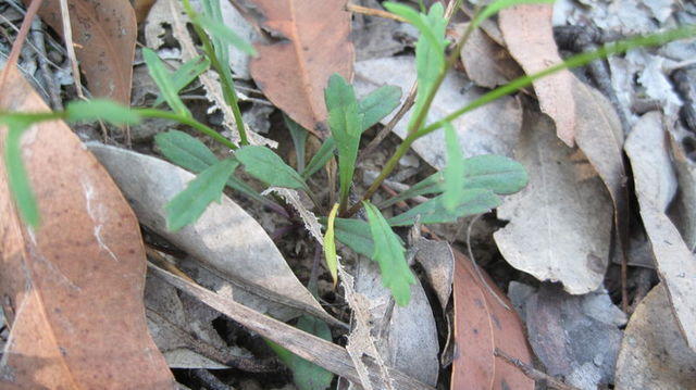 Brachycome angustifolia leaves