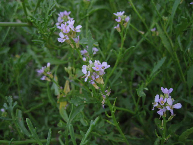 Cakile edentula flowers