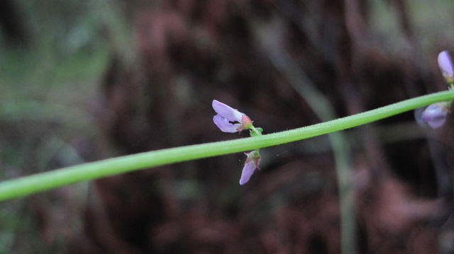 Desmodium brachypodum flower