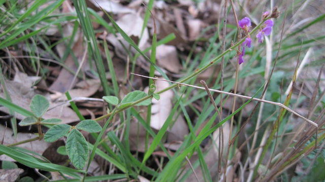 Desmodium rhytidophyllum flower stem