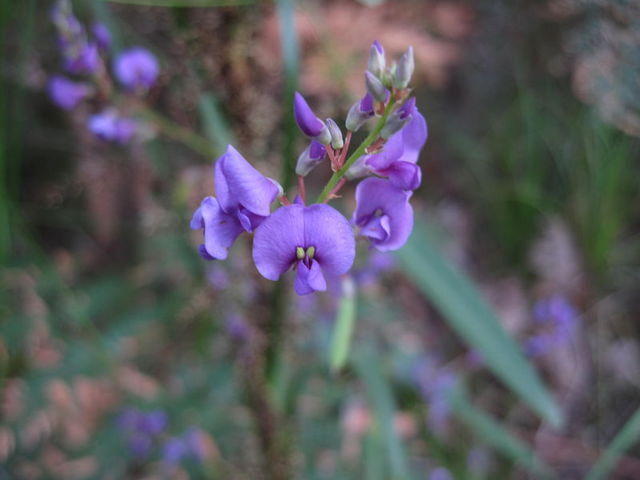 Hardenbergia violacea (2).JPG