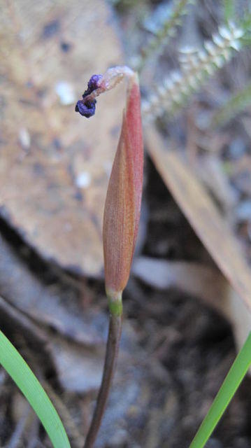 Patersonia fragilis spent flowerhead