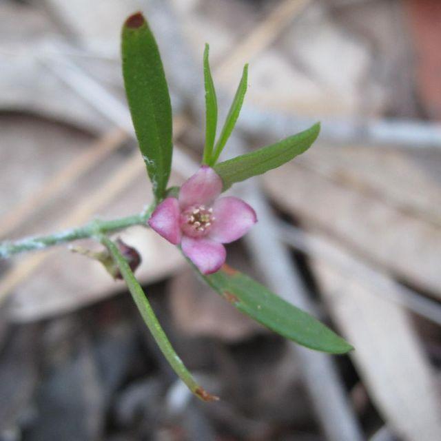 Boronia polygalifolia flower
