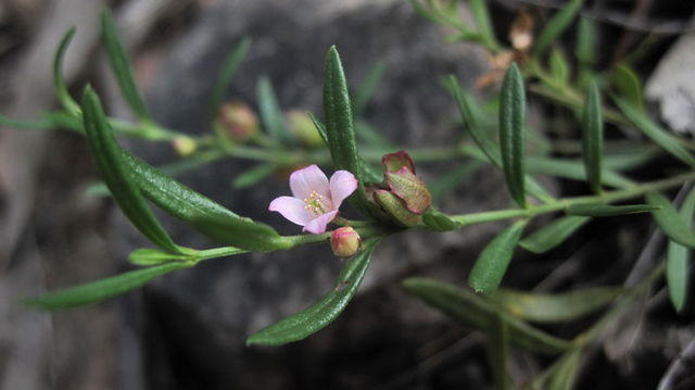 Boronia polygalifolia flower buds and leaves