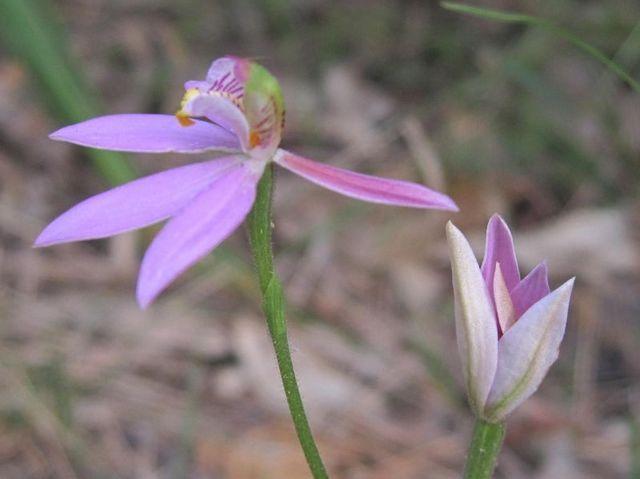 Caladenia carnea flower 