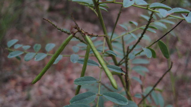 Indigofera australis pods