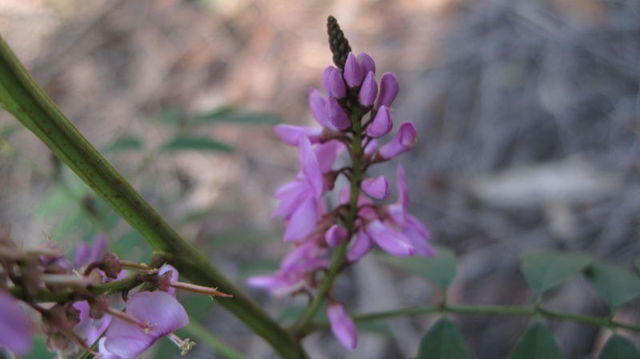 Indigofera australis flower spike
