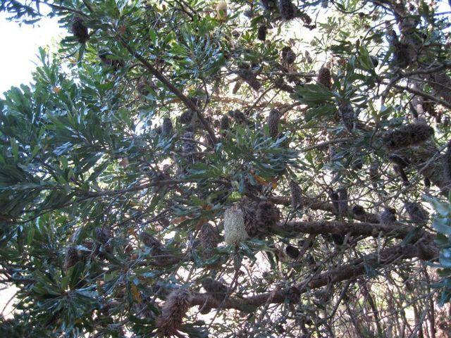 Banksia serrata branch 