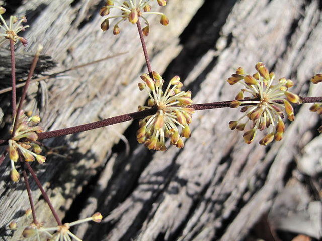 Lomandra multiflora whorled flowers