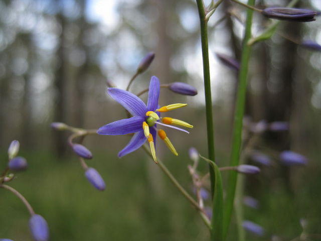 Dianella caerulea - For more photos see SEED or FRUIT section
