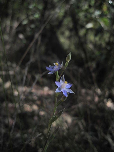 Thelmitra pauciflora 