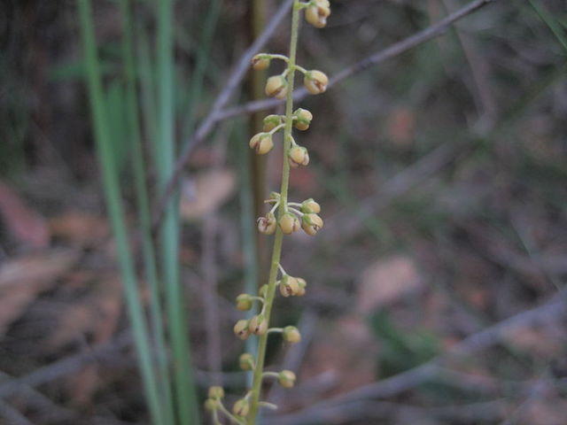 Lomandra brevis flowers