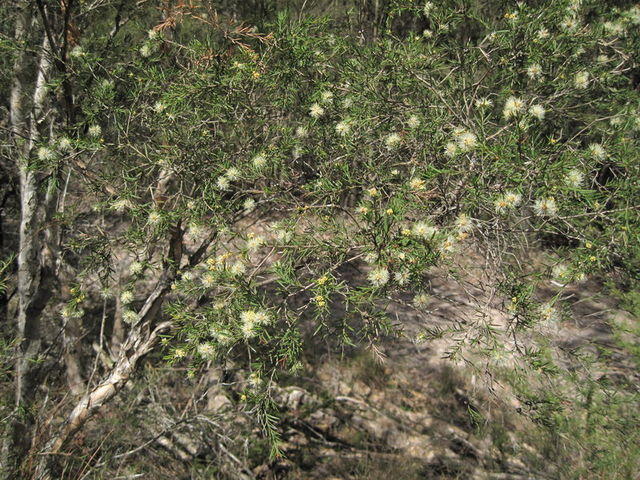 Melaleuca nodosa branch