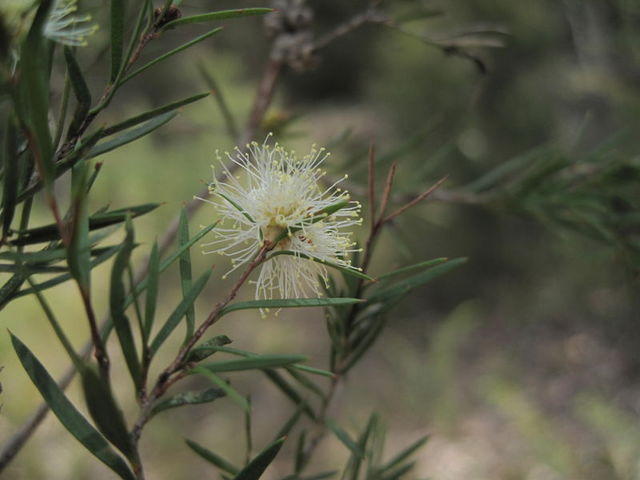 Melaleuca nodosa single flower