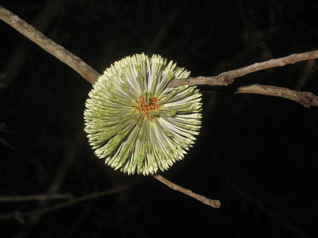 Banksia oblongifolia flower cone