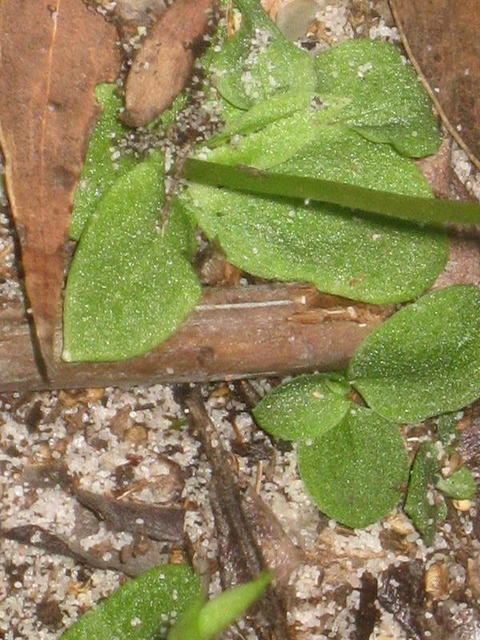 Pterostylis acuminata leaves 