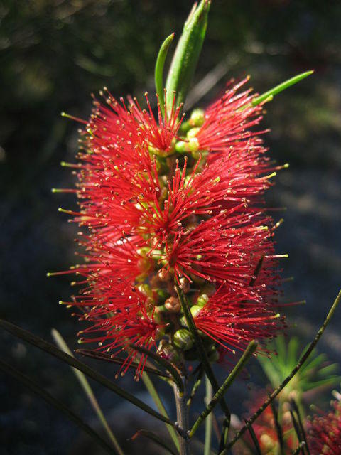 Callistemon linearis flower