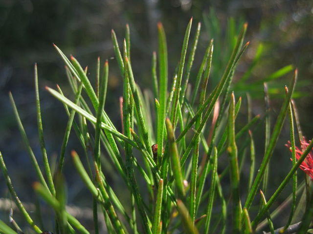 Callistemon linearis leaves