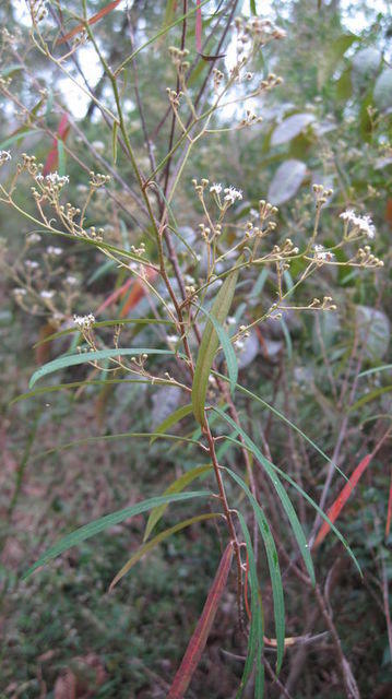 Astrotricha longifolia branch
