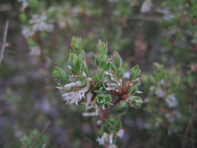 Brachyloma daphnoides grey-green leaves