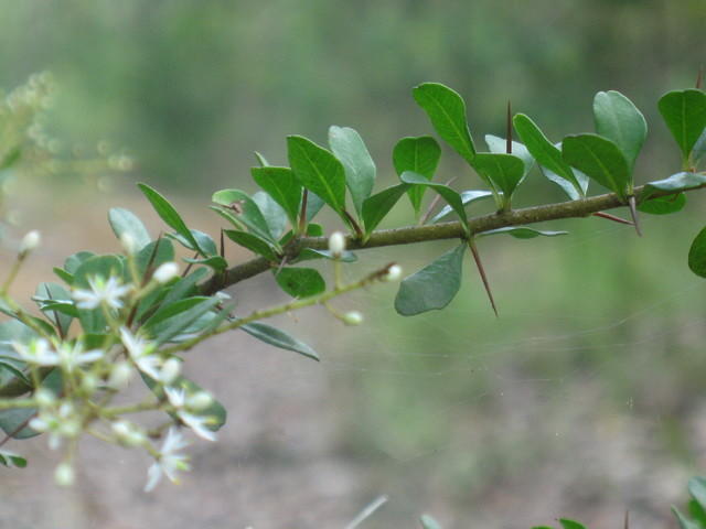 Bursaria spinosa thorns