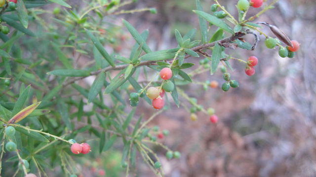 Leucopogon lanceolatus ripe fruit