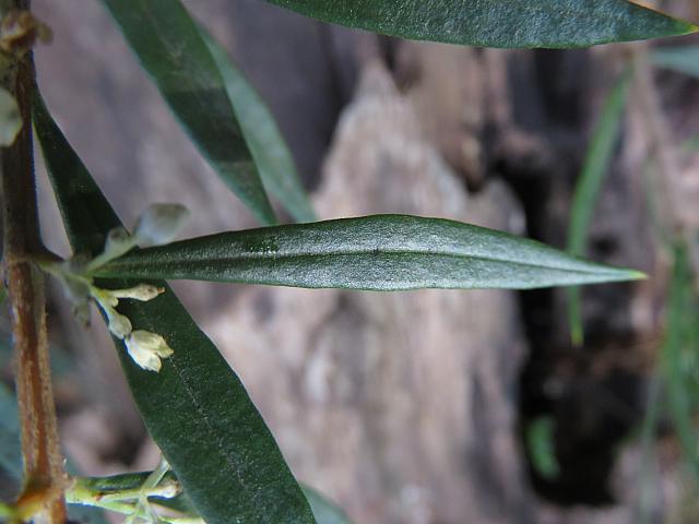 Logania albiflora (6)