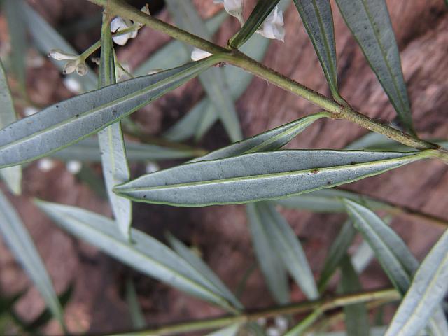 Logania albiflora (7)