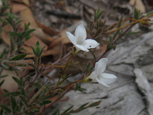 Mitrasacme polymorpha (17)