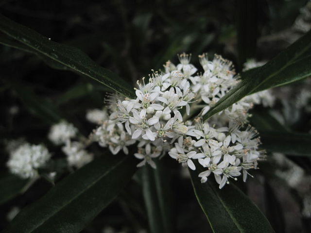 Nematolepis squamea flowers