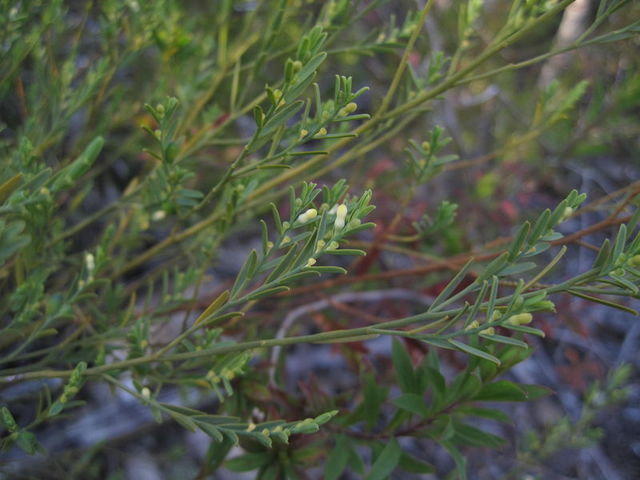 Olax stricta buds