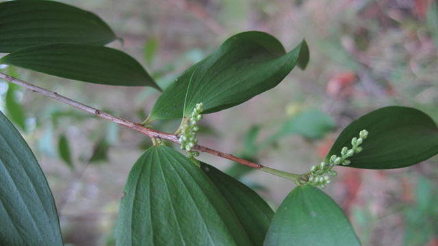 Trochocarpa laurina.JPG