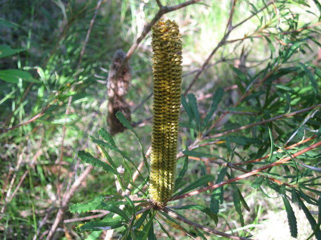Banksia spinulosa bud