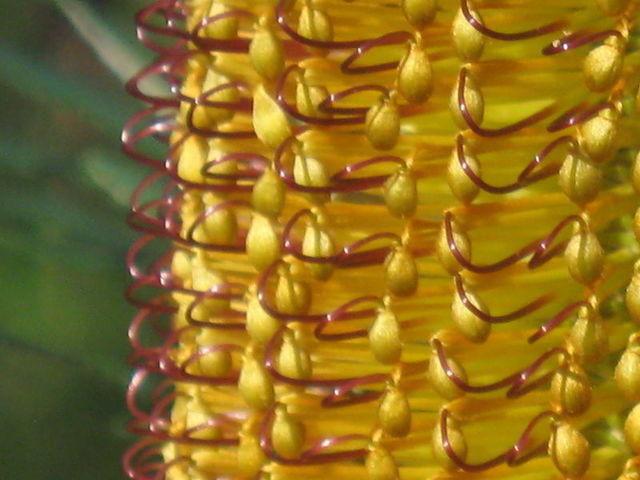 Banksia spinulosa cone 