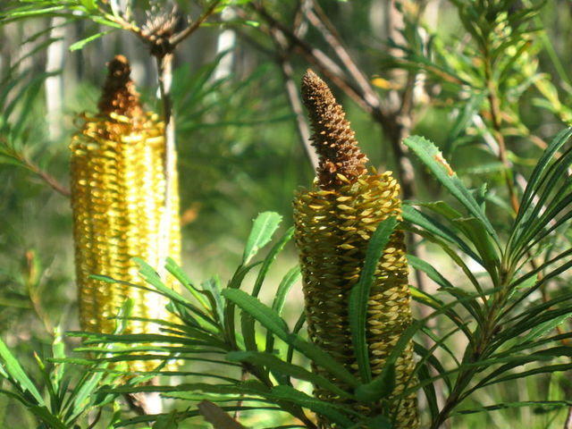 Banksia spinulosa cones 