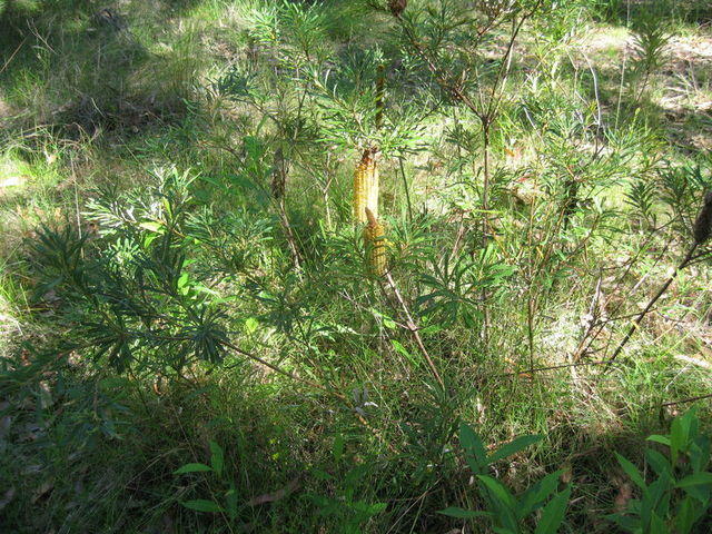 Banksia spinulosa habit
