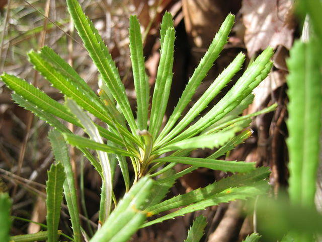 Banksia spinulosa leaves
