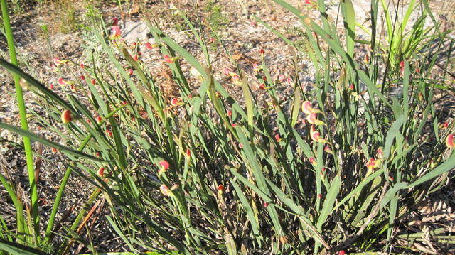 Bossiaea scolopendria plant shape