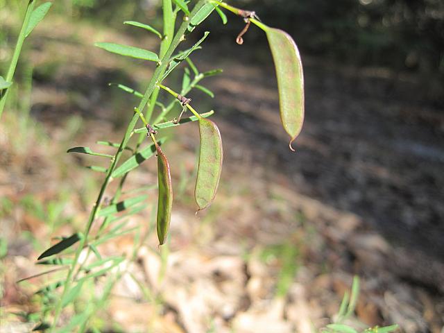 Bossiaea heterophylla (12)