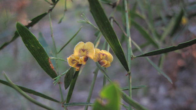 Daviesia mimosoides flowers