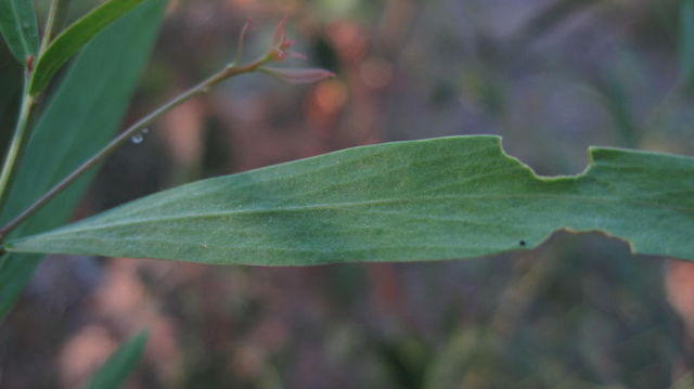 Daviesia mimosoides leaf